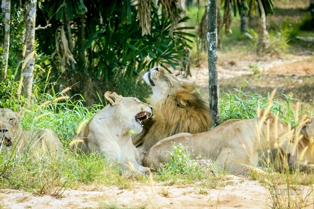 Khám phá cuộc sống hoang dã “thời giãn cách” bên trong công viên bảo tồn lớn bậc nhất châu Á