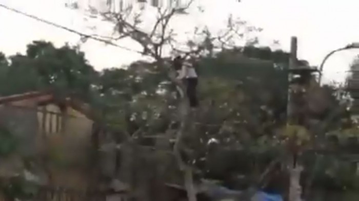 video co gai leo cay hai la gan truong su pham hoa binh