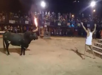 [VIDEO] Thanh niên trêu bò tót bị húc bay lên trời