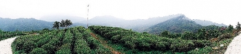 Trồng trà -  trên dải núi cao nhất vùng Đông Bắc