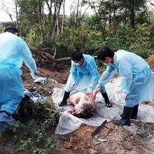 tiep tuc phat hien o dich ta lon chau phi moi o nghe an