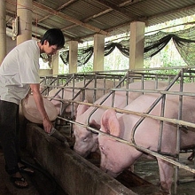 Tạo điều kiện tối đa cho xuất khẩu thịt lợn