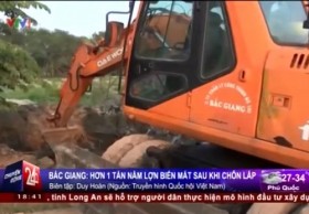 [VIDEO] Hơn 1 tấn nầm lợn "biến mất" chỉ sau khi chôn lấp gần 1 giờ ở Bắc Giang