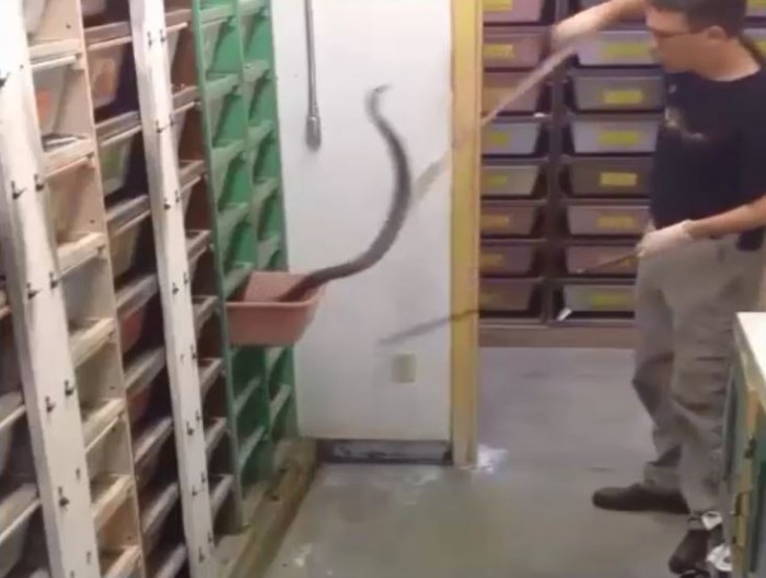 [VIDEO] Nguy hiểm nghề nuôi rắn