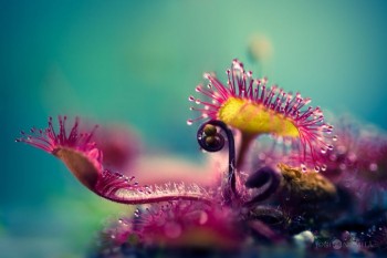 [Chùm ảnh] Vẻ đẹp rực rỡ của loài cây ăn thịt Drosera