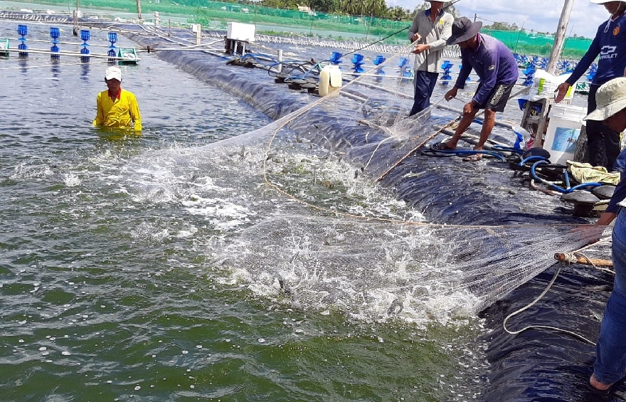 Doanh nghiệp thủy sản "kêu cứu"