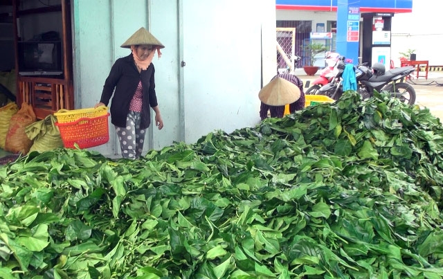 ca mau chua phat hien thuong lai nuoc ngoai nao trong vu thu mua la nhau bat thuong