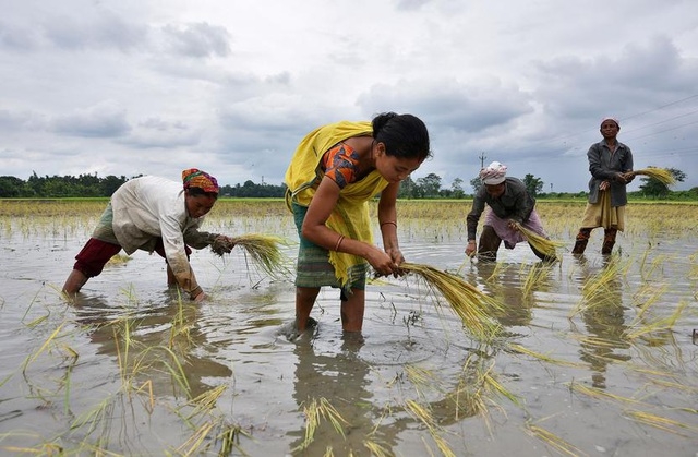Nông dân Ấn Độ thu hoạch lúa . Ảnh: Prashanth Vishwanathan/Bloomberg