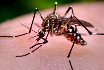 Trung Quốc xác nhận trường hợp nhiễm virus Zika đầu tiên