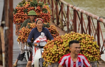 Giữa tâm dịch, Bắc Giang vẫn xuất được 15 tấn vải thiều sang Nhật Bản