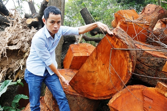 [Chùm ảnh] Đột kích nơi tập kết cây xanh Hà Nội bị đốn hạ