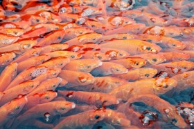 Về Thủy Trầm xem cá chép đỏ