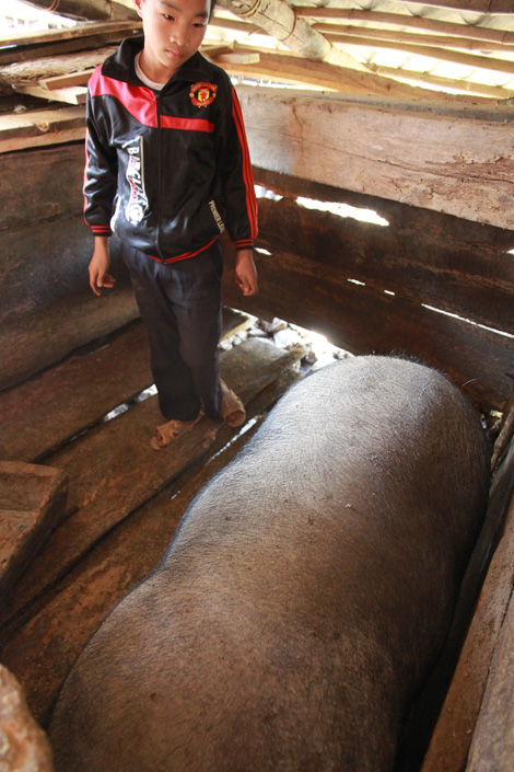 chuyen lon deo gong khong lo don tet cua nguoi mong