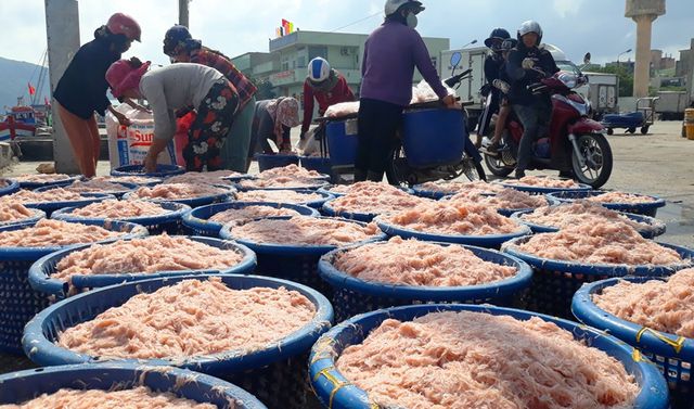 ngu dan binh dinh trung lon loc bien kiem tien trieu chi vai gio