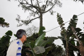 Giàu lên nhờ... tầm gửi