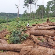 Xử lý nghiêm tình trạng phá rừng, lấn chiếm đất rừng tại Lâm Đồng