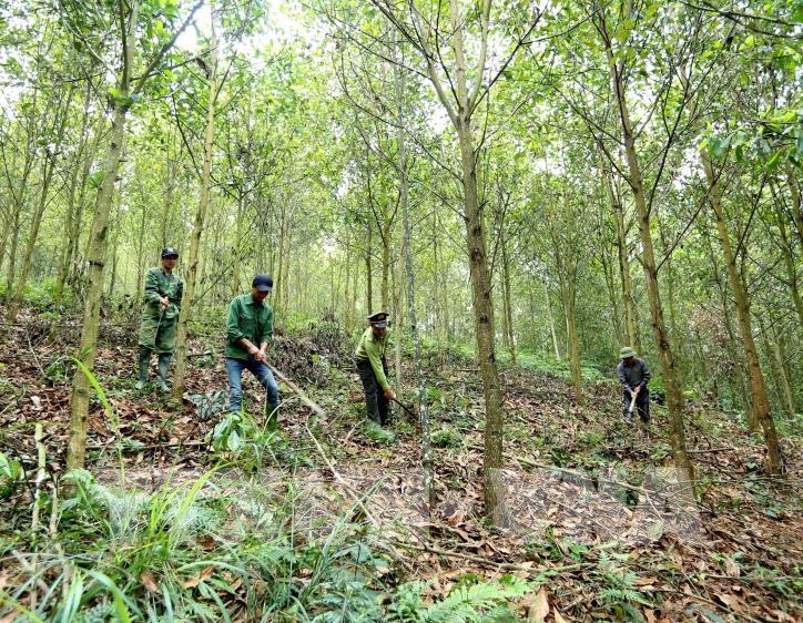 Phát triển lâm nghiệp trở thành ngành kinh tế - kỹ thuật hiện đại