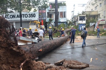 TP HCM: Cây cổ thụ bật gốc, đè một người trọng thương