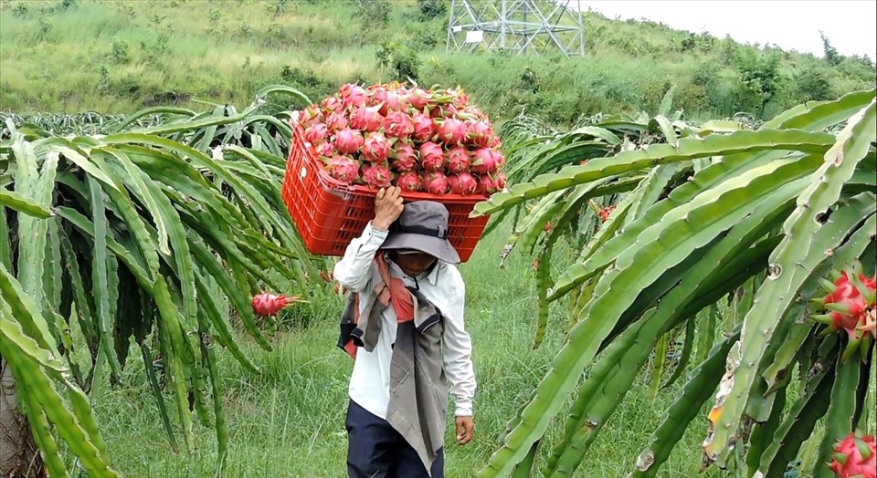 Bộ Công Thương gỡ khó cho quả thanh long