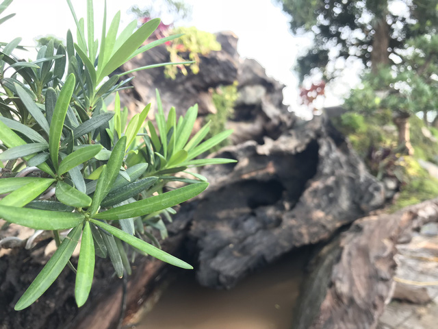 thuyen van nien tung sieu khung hang trung bay chu khong ban