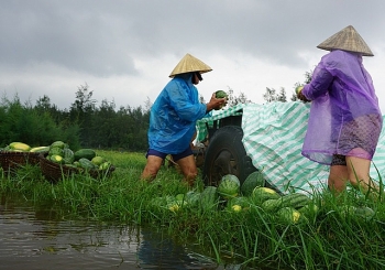 Nông dân rơi nước mắt nhìn hàng trăm tấn dưa hấu chìm trong nước