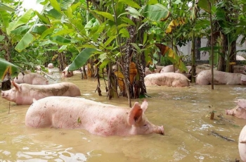 Thanh Hóa: Nước nhấn chìm trang trại, hàng nghìn con lợn bơi trong dòng lũ
