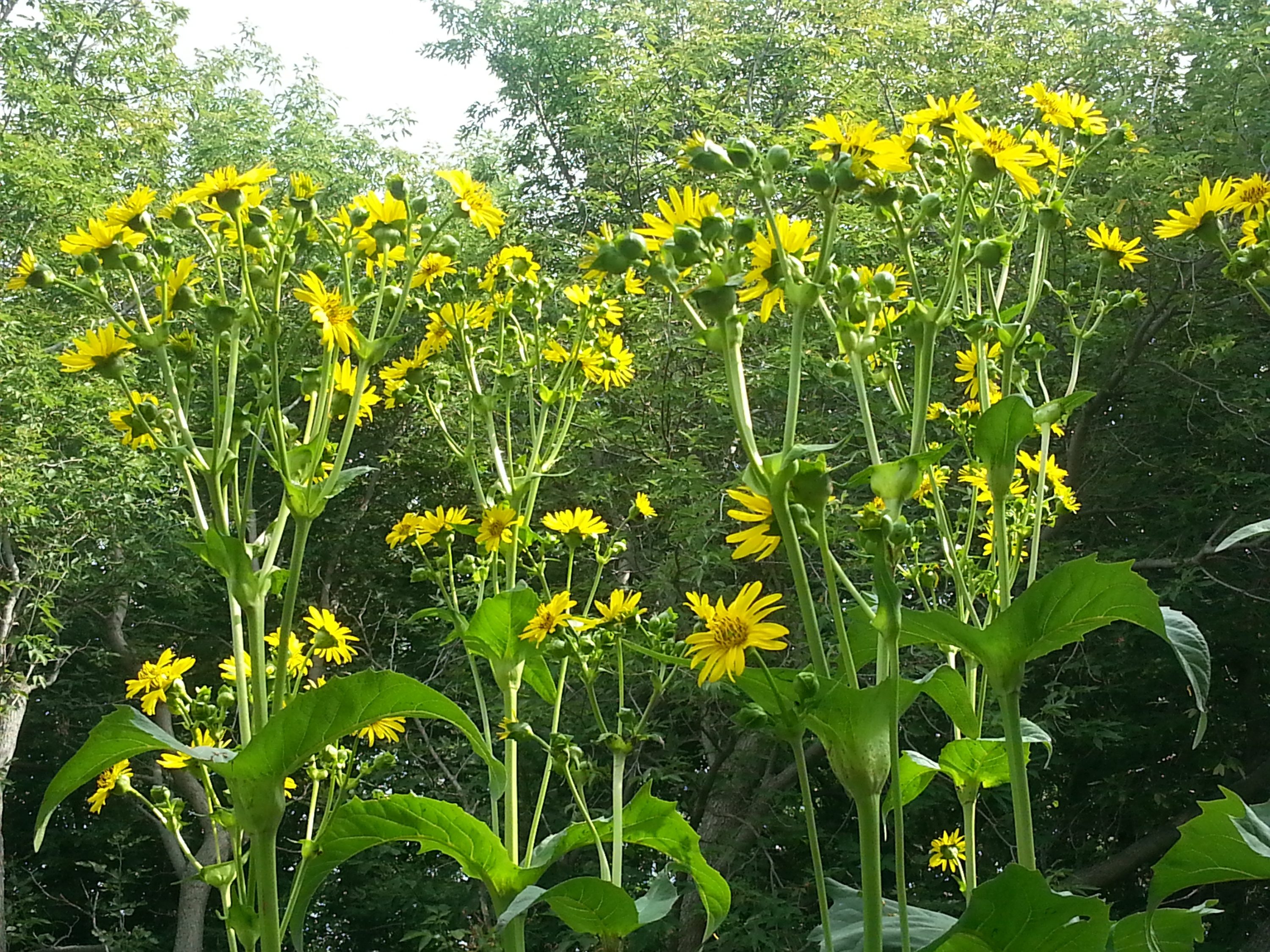 Sự hồi sinh của silphium, loài thực vật của tương lai