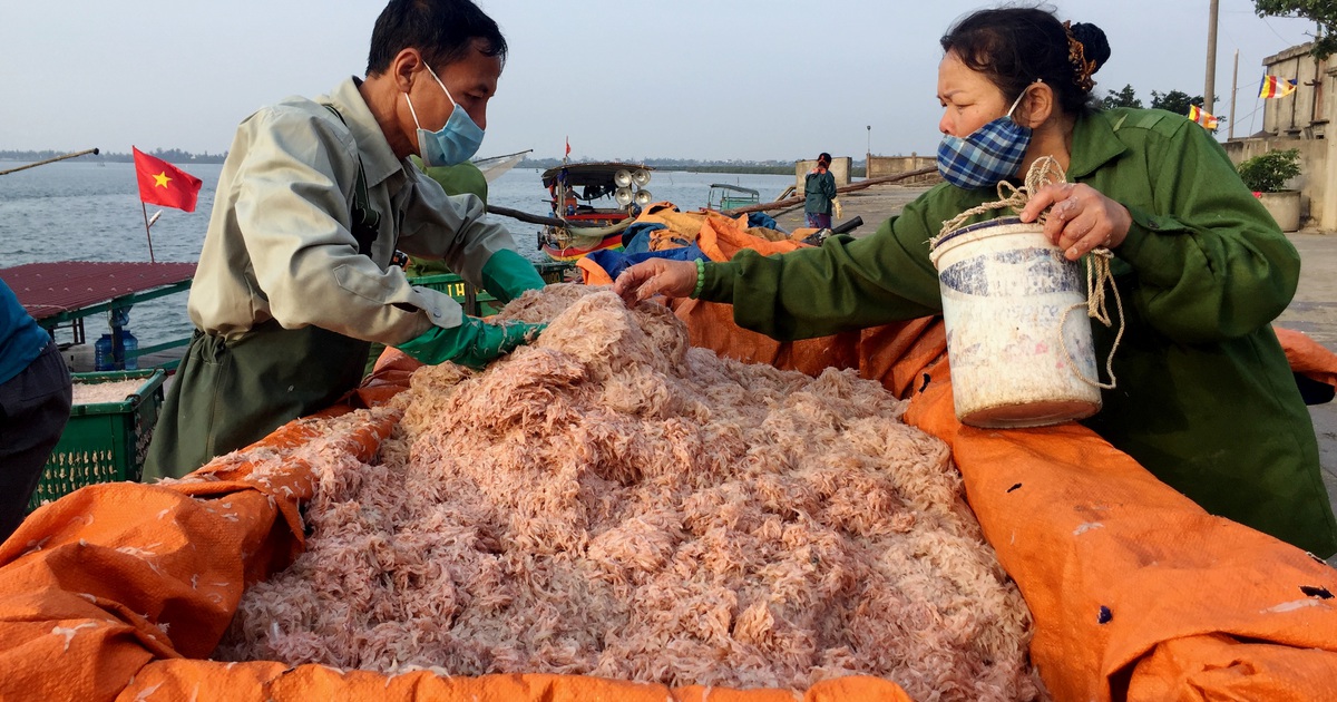 Ngư dân phấn khởi "đón lộc" đầu năm