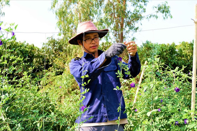 Chàng trai trẻ biến đất khô cằn thành nông trại dược liệu - 3