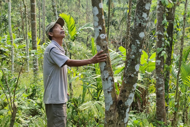 Giấc mơ nuôi trầm hương bạc tỷ nơi đại ngàn - 1