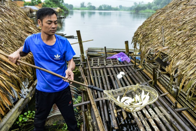 Thủy sản chết bất thường hàng loạt, dân khốn khổ tìm nơi lánh nạn cho cá - 5