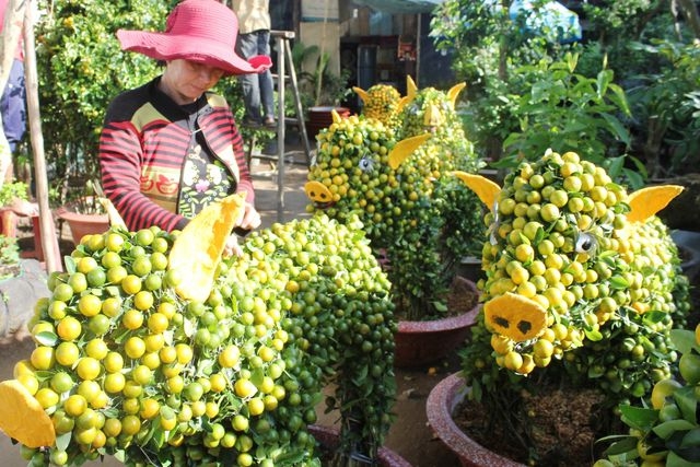 "Độc và lạ" những cây quất hình chú heo vàng