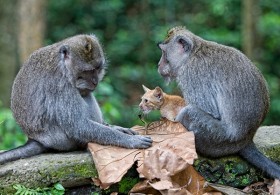 Cảm động "mẹ" khỉ nhận nuôi mèo "con"