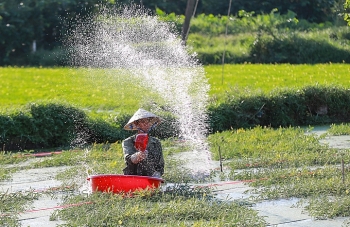 Lội ao hái rau nhút kiếm hơn triệu đồng mỗi ngày