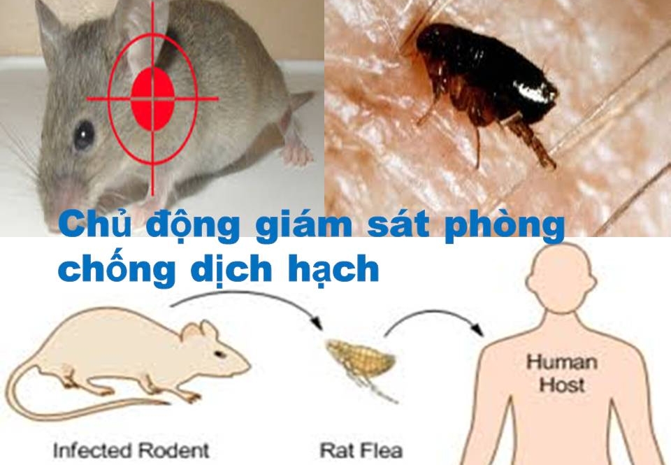 Cục trưởng Y tế dự phòng cảnh báo nguy cơ dịch hạch