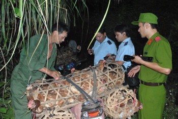 Hiểm họa thực phẩm bẩn từ gia cầm lậu