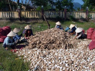 Bộ Tài chính hạ thuế cứu sắn lát