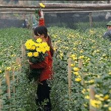 ghe tham lang quat loc binh khong lo