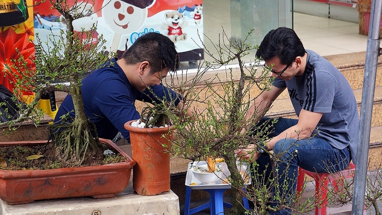 tet den ghe cho hoa truyen thong cua nguoi ha noi