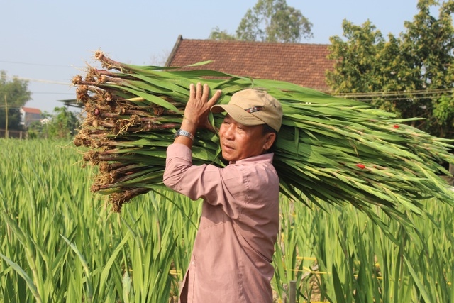 cho hoa ngu dong doi tet