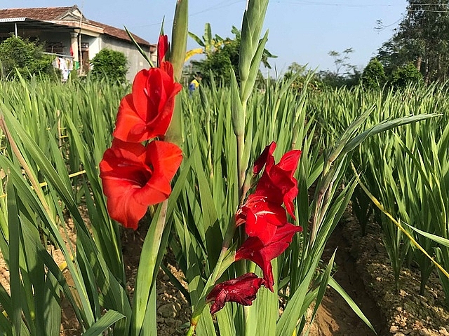 cho hoa ngu dong doi tet