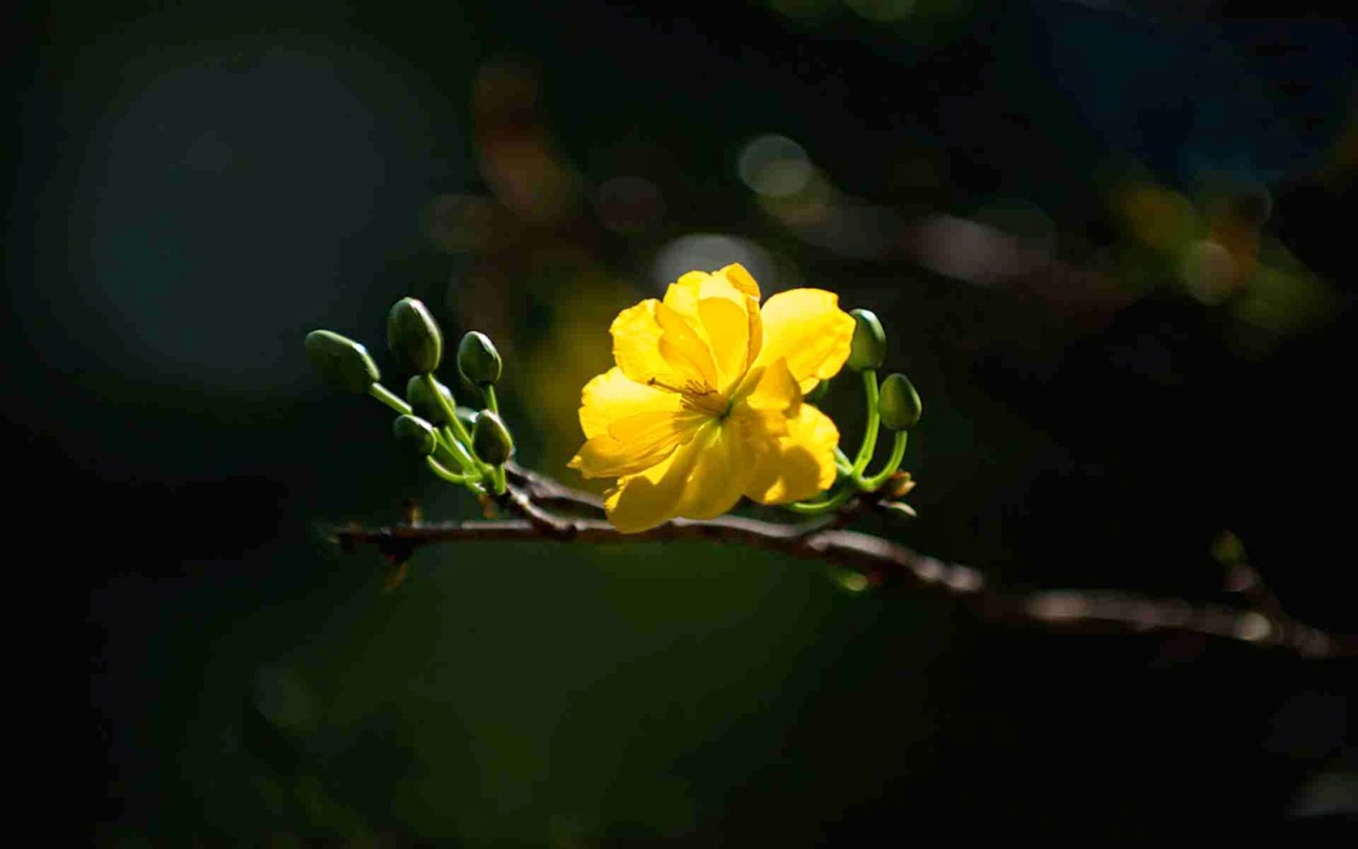 tu vi thu ba ngay 1222019 cua 12 cung hoang dao