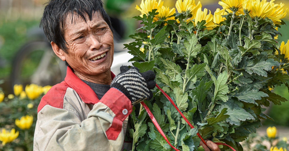 Giá hoa thấp kỷ lục, người trồng hoa Tây Tựu "ngồi trên đống lửa"