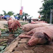 het dich ta lon chau phi tai tinh hoa binh