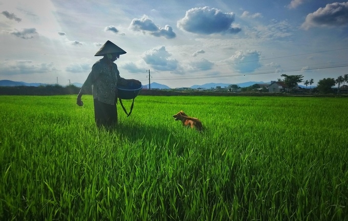 cuu tinh cua dong lua mua nang han