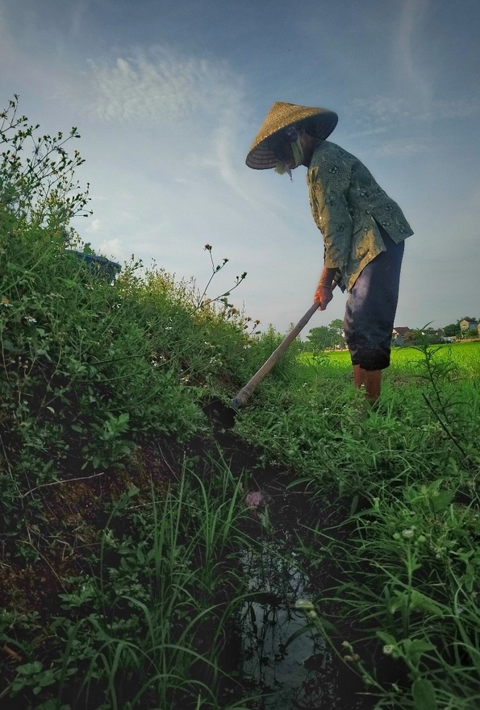 cuu tinh cua dong lua mua nang han