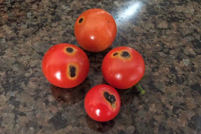 2 loại cà chua cần tránh xa - 2