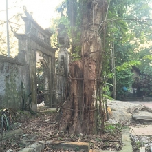 kiem lam ha noi nguoi dan co quyen tu ban cay sua