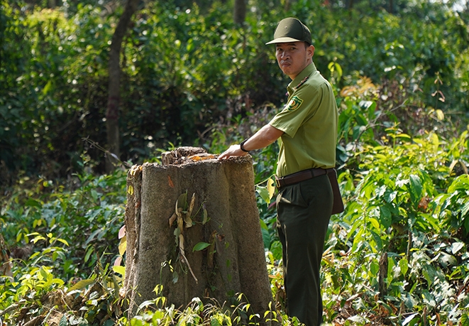 Sai phạm trong vụ khu bảo tồn chặt cây rừng