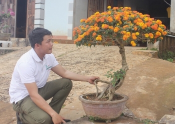 Nông dân "biến" cây hoa dại thành bonsai ngũ sắc tiền triệu